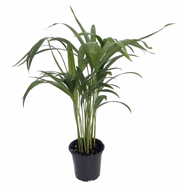 اریکا پالم    (نخل اریکا)